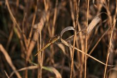 (3) Die Frühe Heidelibelle (Sympetrum fonscolombii)