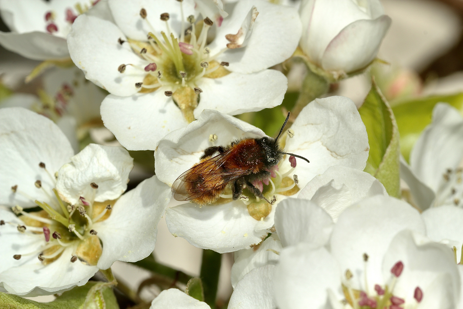 (3) Die Fuchsrote Sandbiene, unser "Füchschen" (Andrena fulva)