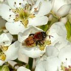 (3) Die Fuchsrote Sandbiene, unser "Füchschen" (Andrena fulva)