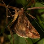 (3) Die Gammaeule (Autographa gamma)