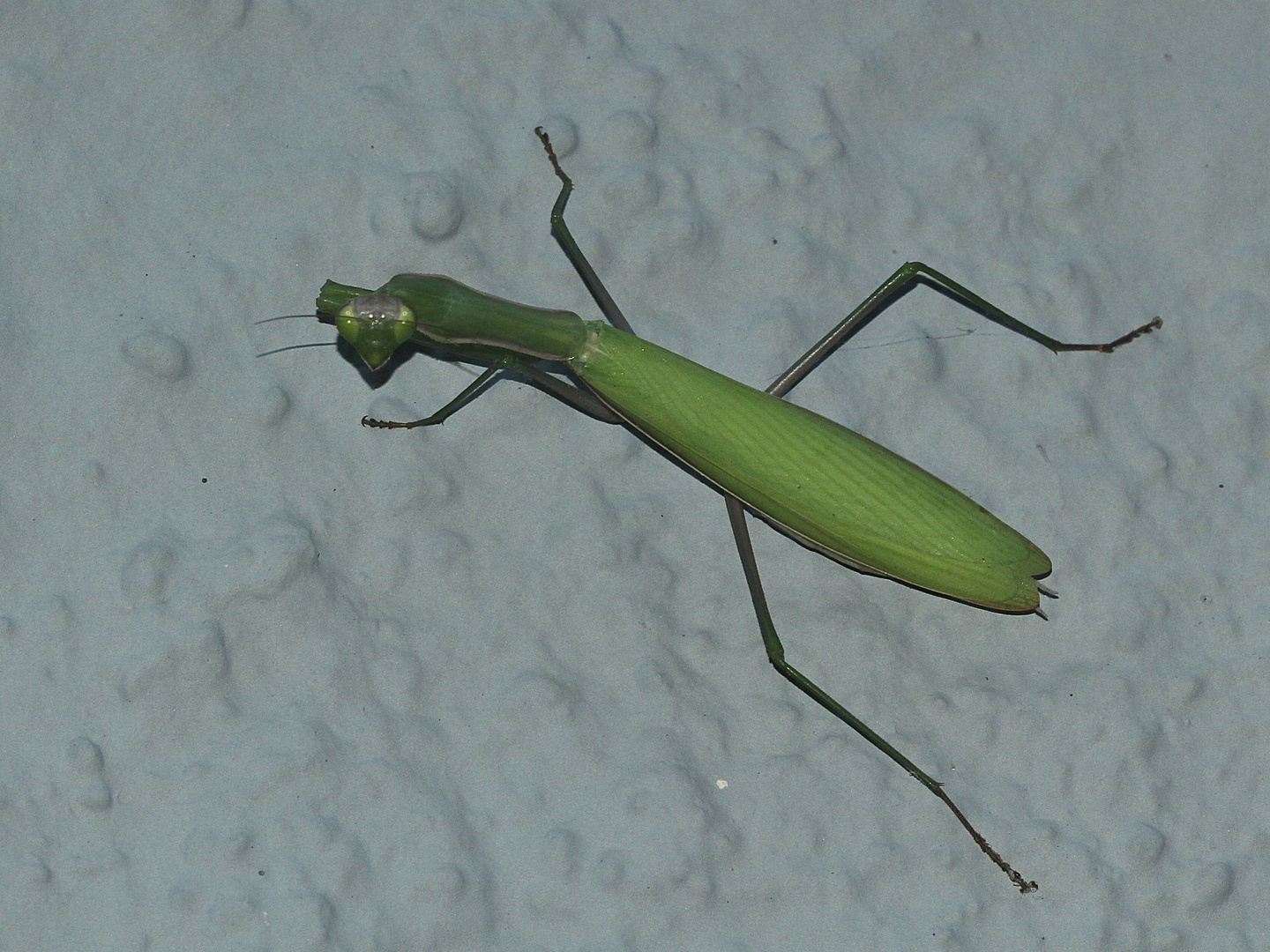 (3) Die Gemeine oder Europäische GOTTESANBETERIN (Mantis religiosa)