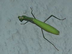 (3) Die Gemeine oder Europäische GOTTESANBETERIN (Mantis religiosa)