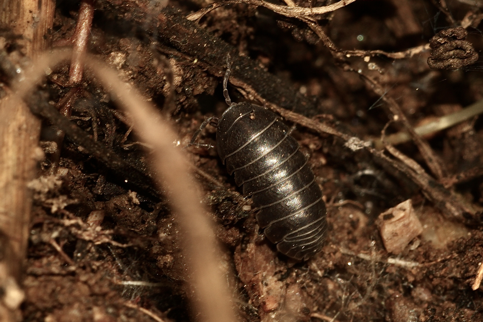 (3) Die Gemeine Rollassel (Armadillidium vulgare) ...