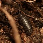 (3) Die Gemeine Rollassel (Armadillidium vulgare) ...