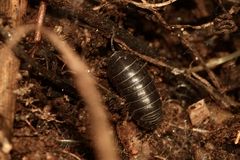 (3) Die Gemeine Rollassel (Armadillidium vulgare) ...