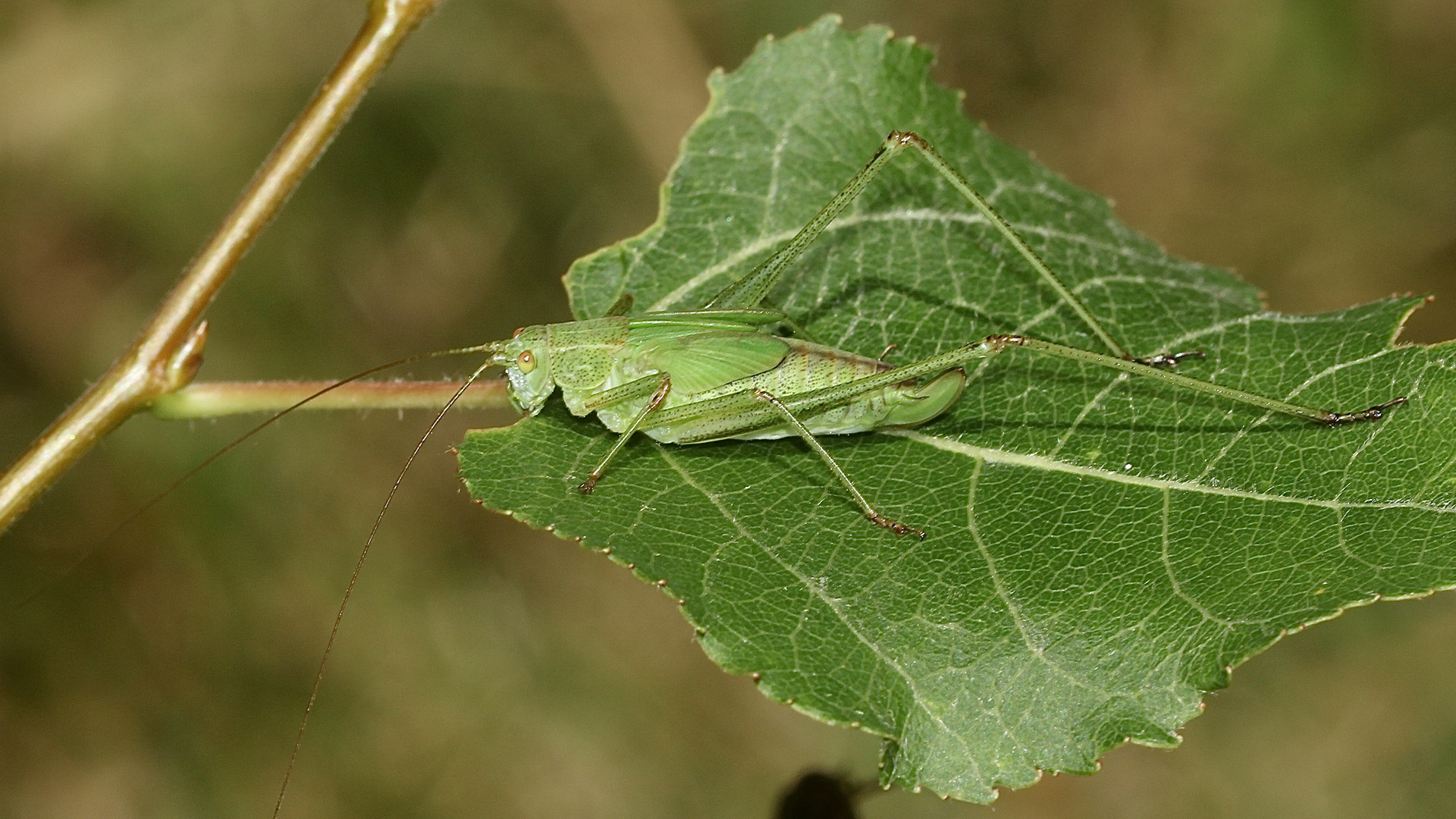 (3) Die Gemeine Sichelschrecke (Phaneroptera falcata)