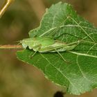 (3) Die Gemeine Sichelschrecke (Phaneroptera falcata)