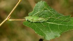 (3) Die Gemeine Sichelschrecke (Phaneroptera falcata)