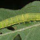 (3) Die Gemüseeule (Lacanobia oleracea) ...