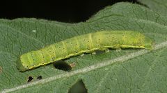 (3) Die Gemüseeule (Lacanobia oleracea) ...