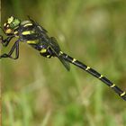 (3) Die Gestreifte Quelljungfer (Cordulegaster bidentata) - ...