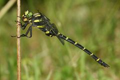 (3) Die Gestreifte Quelljungfer (Cordulegaster bidentata) - ...