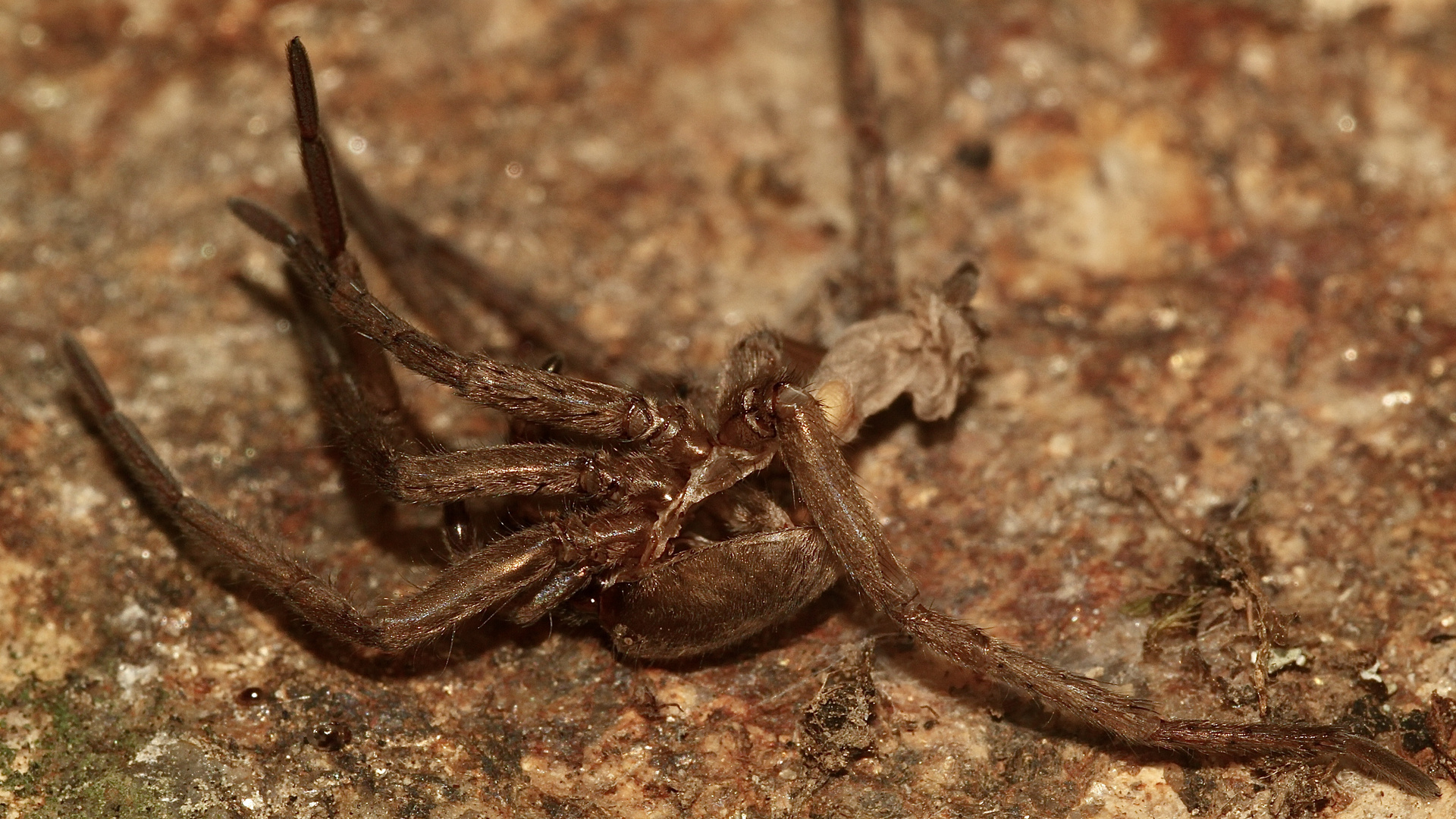 (3) Die Gewöhnliche Steinplattenspinne (Drassodes lapidosus) ...