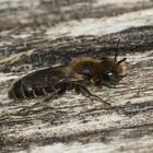 (3) Die Glänzende Natternkopf-Mauerbiene (Osmia adunca)