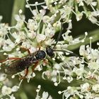 (3) Die hübsche Wegwespe (Fam. Pompilidae) CEROPALES MACULATA, Kuckucks-Wegwespe