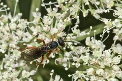 (3) Die hübsche Wegwespe (Fam. Pompilidae) CEROPALES MACULATA, Kuckucks-Wegwespe