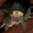 (3) Die Kleine Pappelglucke oder Herbstglucke (Poecilocampa populi) ...