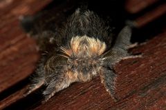 (3) Die Kleine Pappelglucke oder Herbstglucke (Poecilocampa populi) ...