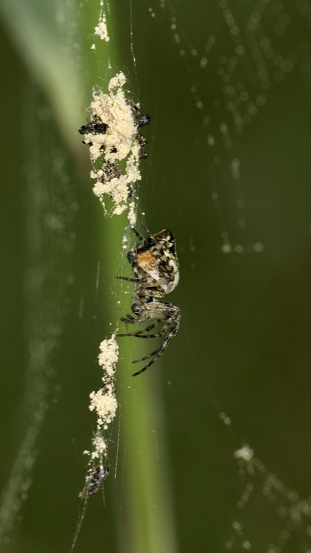 (3) Die Konusspinne = Konische Radspinne = Kreisspinne (Cyclosa conica), die, ...