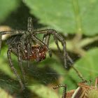 (3) Die Labyrinthspinne (Agelena labyrinthica) ...