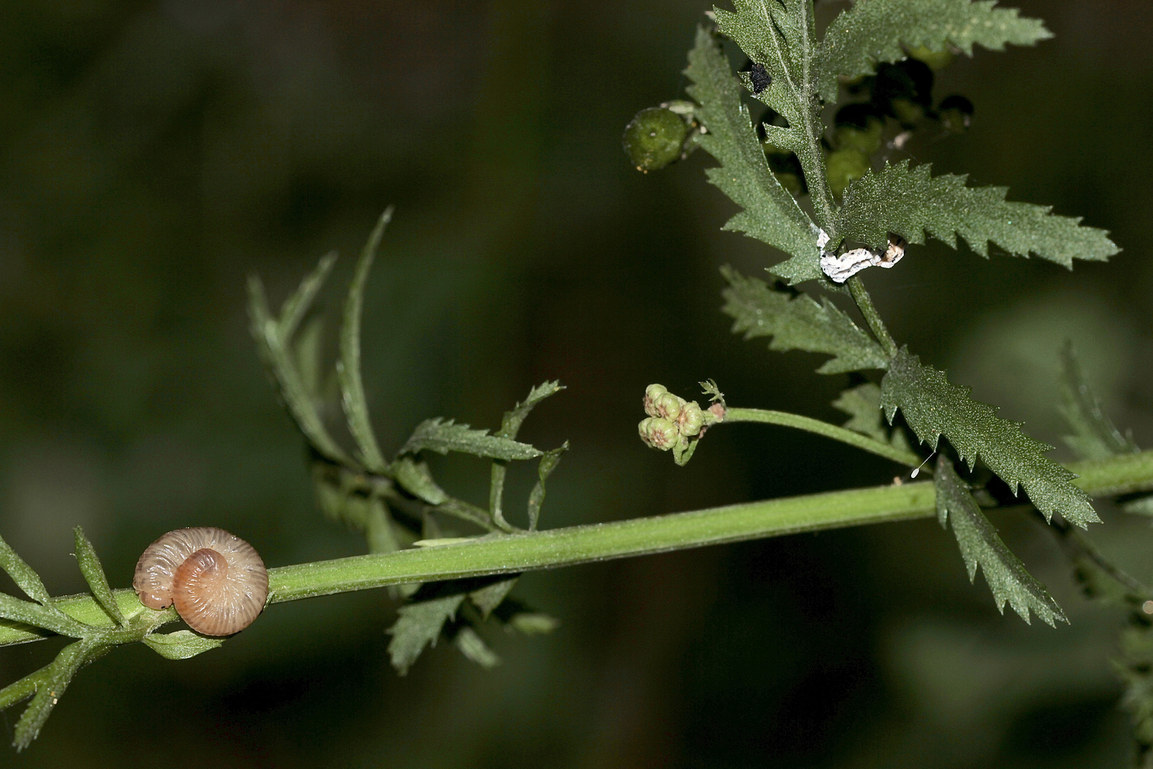 (3) Die Larve der Braunwurz-Blattwespe (Tenthredo scrophulariae) ...