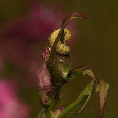 (3) Die Larve des Nelken-Kokonrüßlers (Hypera arator) ...