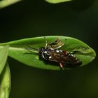 (3) Die LIGUSTER-BLATTWESPE (MACROPHYA PUNCTUMALBUM)