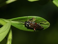 (3) Die LIGUSTER-BLATTWESPE (MACROPHYA PUNCTUMALBUM)