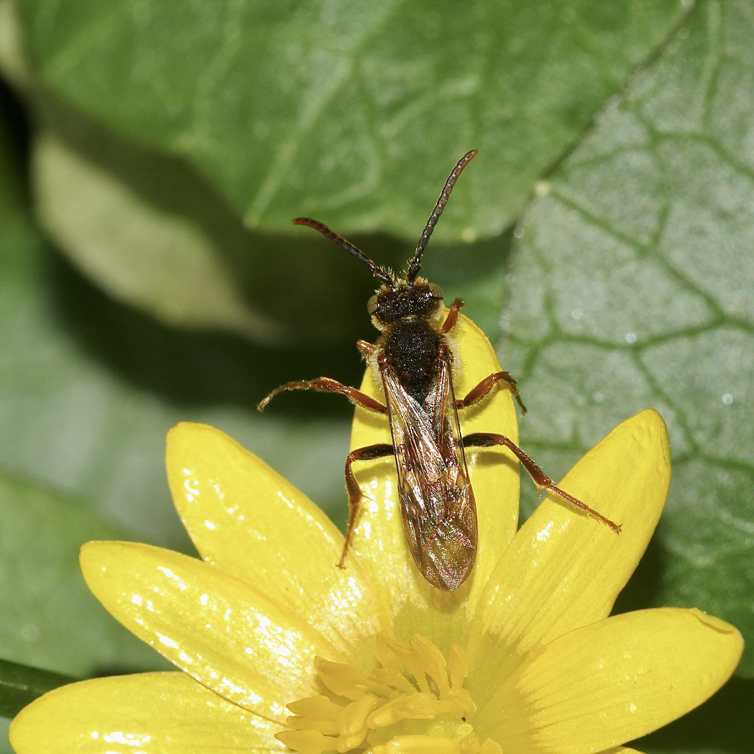 (3) Die Männchen der NOMADA-Wespenbienen ...