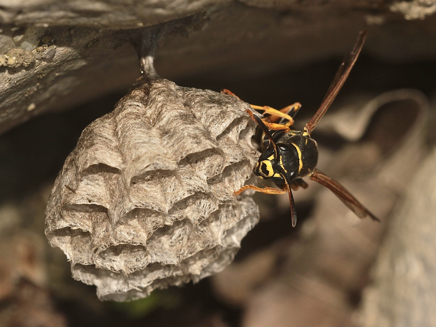 (3) Die MIMIKRY der Blattwespe TENTHREDO SCROPHULARIAE