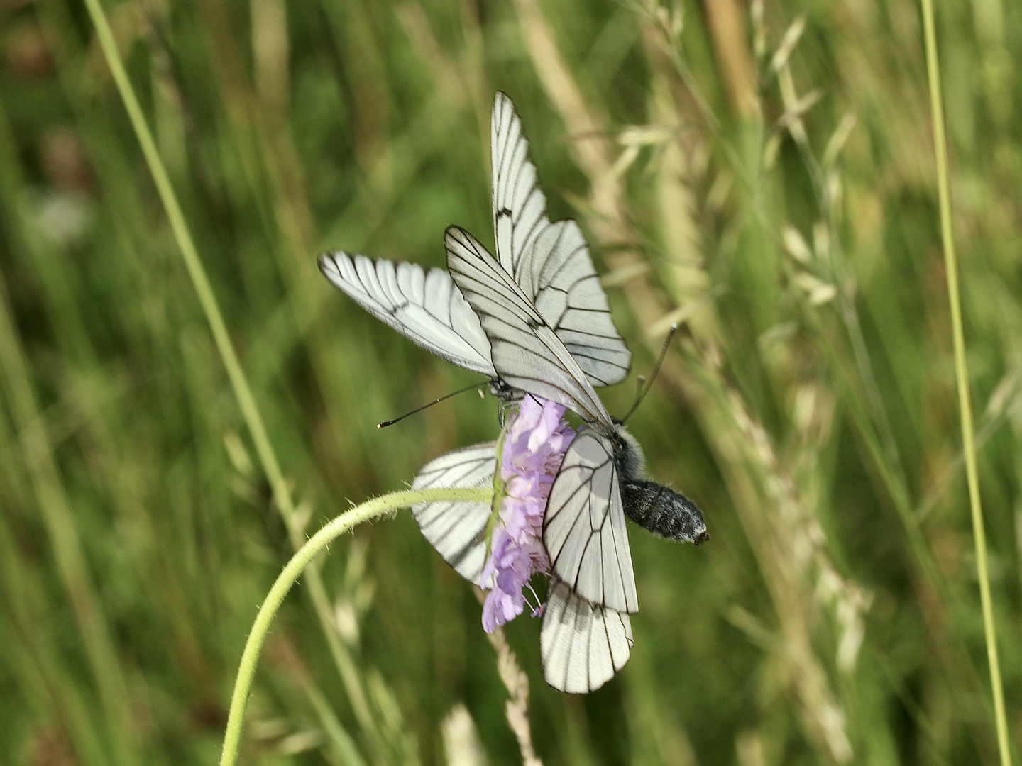 (3) Die Paarung des Baumweißlings (Aporia crataegi) aus der Familie der Weißlinge (Pieridae)