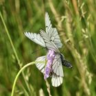 (3) Die Paarung des Baumweißlings (Aporia crataegi) aus der Familie der Weißlinge (Pieridae)