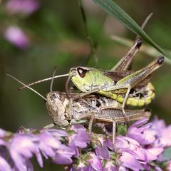 (3) Die Paarung des Gemeinen Grashüpfers (Pseudochorthippus parallelus)