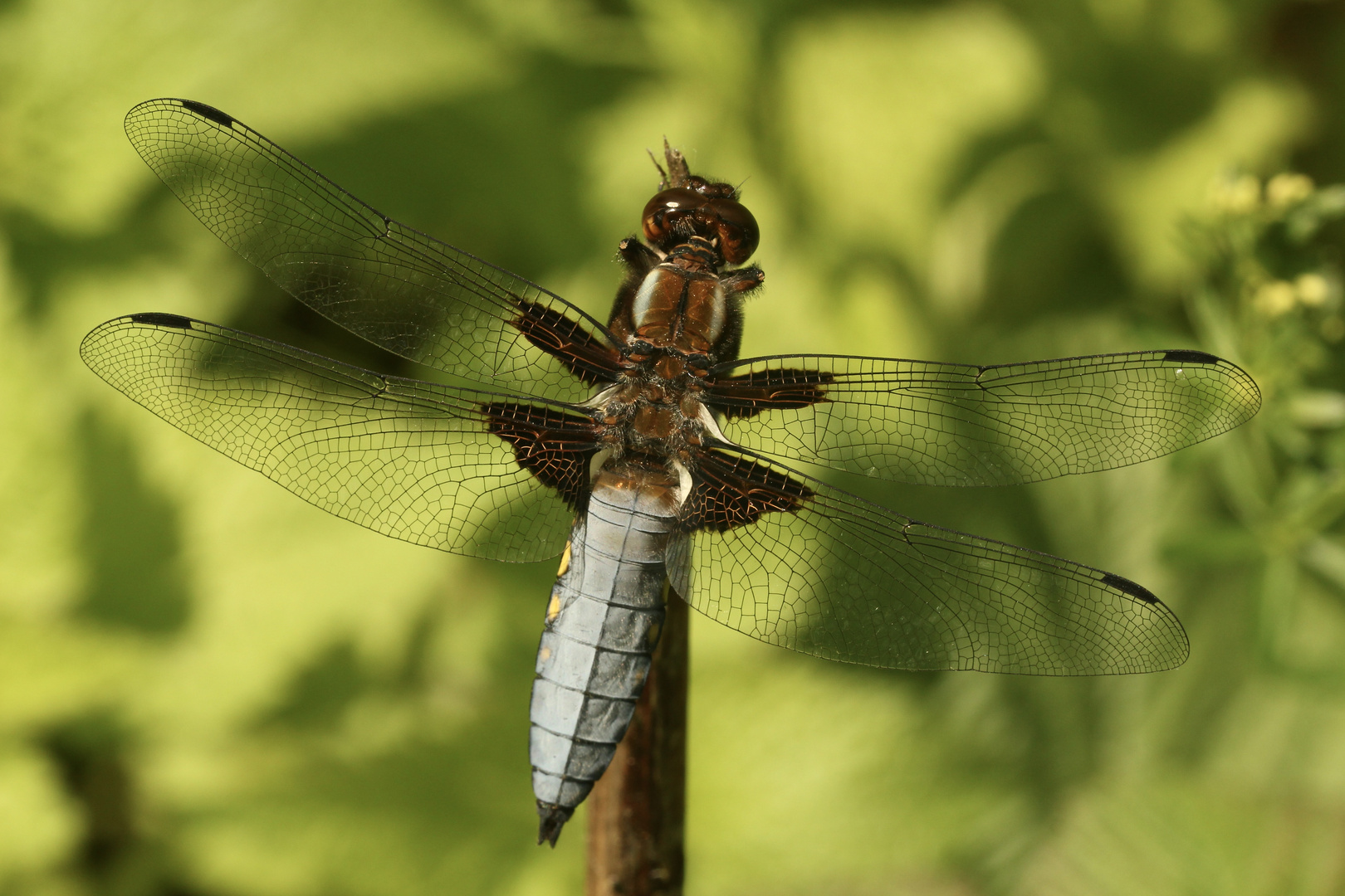 (3) Die PLATTBAUCH-LIBELLE (LIBELLULA DEPRESSA)