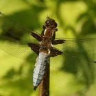 (3) Die PLATTBAUCH-LIBELLE (LIBELLULA DEPRESSA)