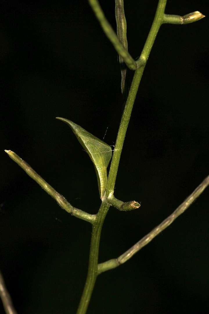 (3) Die Puppe des Aurorafalters (Anthochares cardamines)