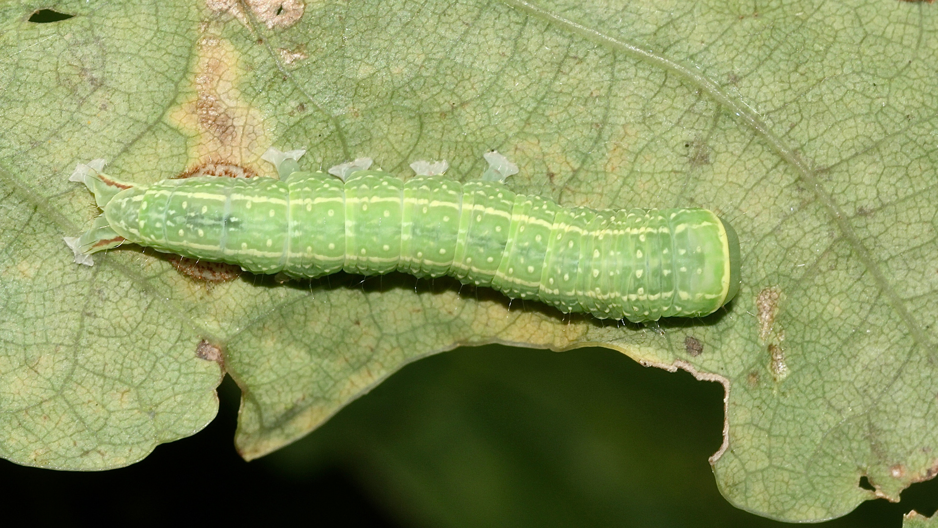 (3) Die Raupe der Buchen-Kahneule (Pseudoips prasinana)