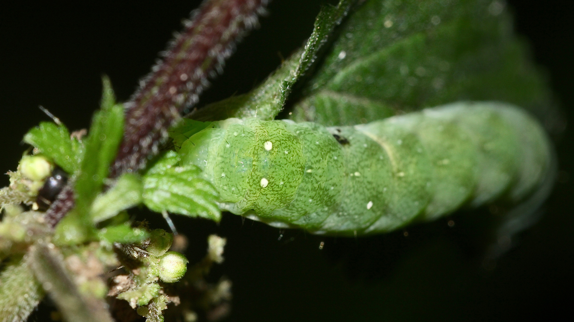 (3) Die Raupe der GELBFLECK-WALDSCHATTENEULE ...