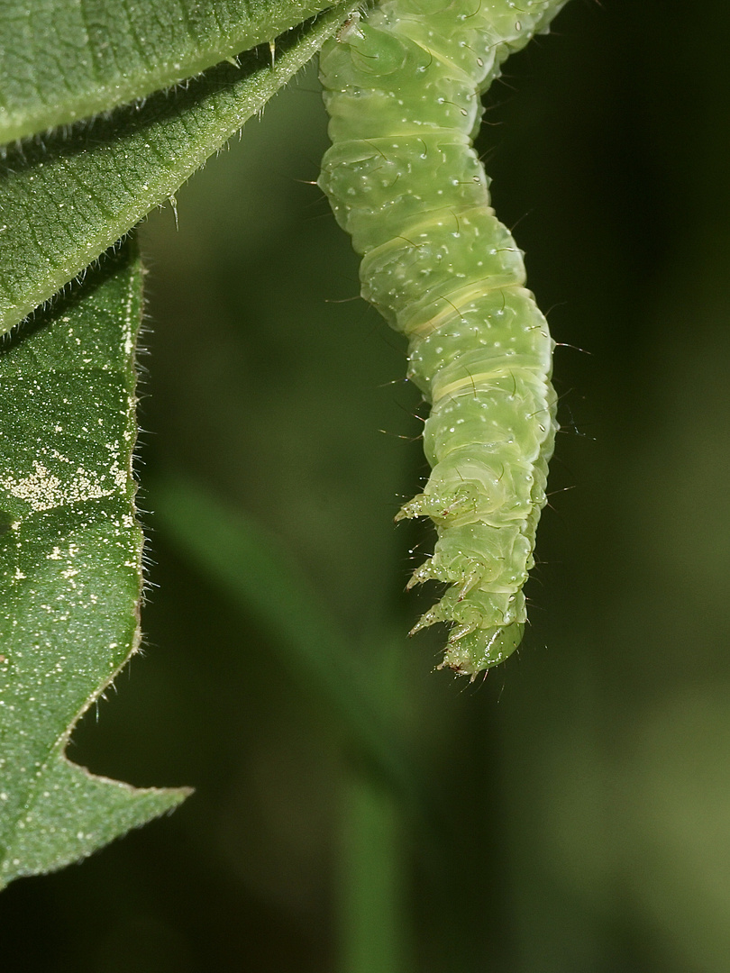 (3) Die Raupe der Messingeule (Diachrysis chrysitis s.l.)