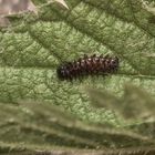 (3) Die Raupe des Admirals (Vanessa atalanta)