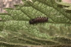 (3) Die Raupe des Admirals (Vanessa atalanta)