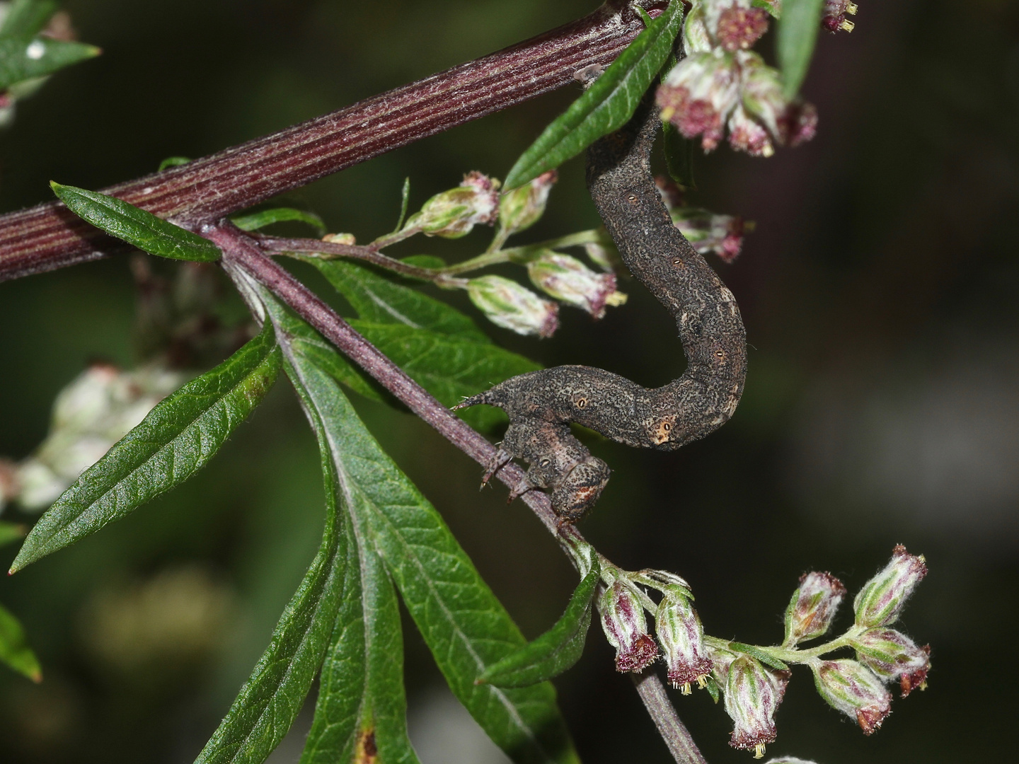 (3) Die Raupe des Aschgrauen Rindenspanners (Hypomecis punctinalis) ...