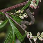 (3) Die Raupe des Aschgrauen Rindenspanners (Hypomecis punctinalis) ...