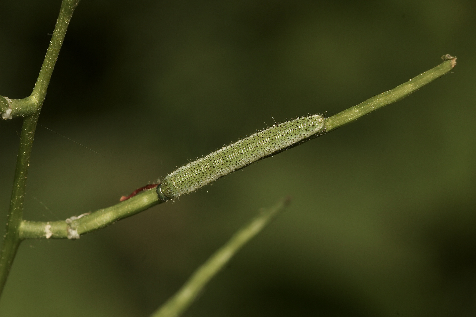 (3) Die Raupe des Aurorafalters (Anthocharis cardamines) ...