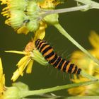 (3) Die Raupe des Jakobskrautbärs (Tyrea jacobeae) ...