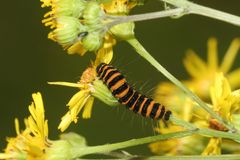 (3) Die Raupe des Jakobskrautbärs (Tyrea jacobeae) ...