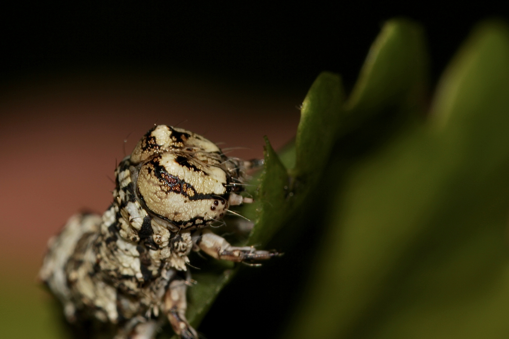 (3) Die Raupe des Kleinen Eichenkarmins (Catocala promissa)