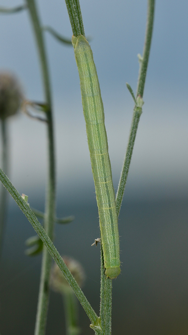 (3) Die Raupe des Ringfleck-Rindenspanners (Cleora cinctaria)