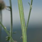 (3) Die Raupe des Ringfleck-Rindenspanners (Cleora cinctaria)