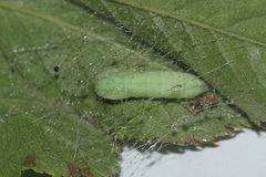 (3) Die Rosen-Federmotte (Cnaemidophorus rhododactyla)